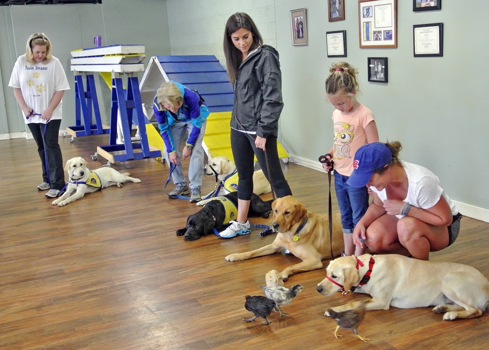 Service Dog Training | Eugene Dog Training | CPT Training