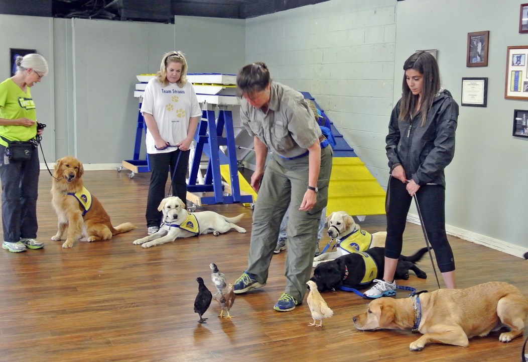service dog training courses online
