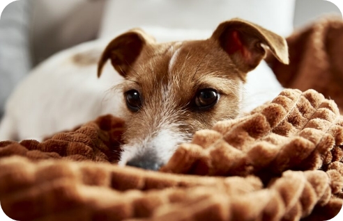  Obedient Dog Resting Calmly 
