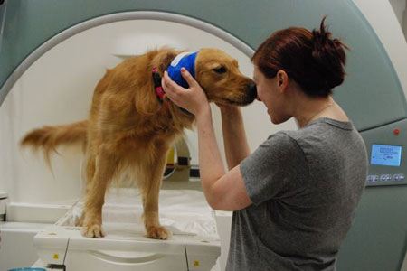 Groundbreaking Emory-CPT Dog Project