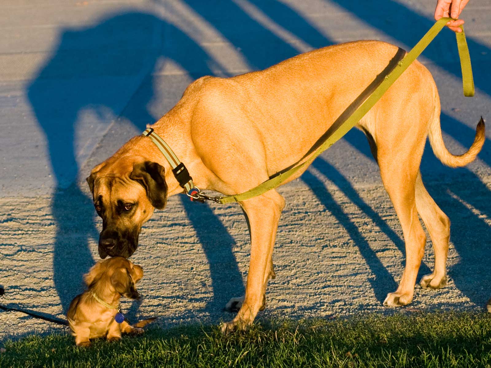 Selecting the Right Dog- Part 1: The Importance of Compatibility