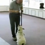 Mike Sinteff- Dog Trainer Cumming