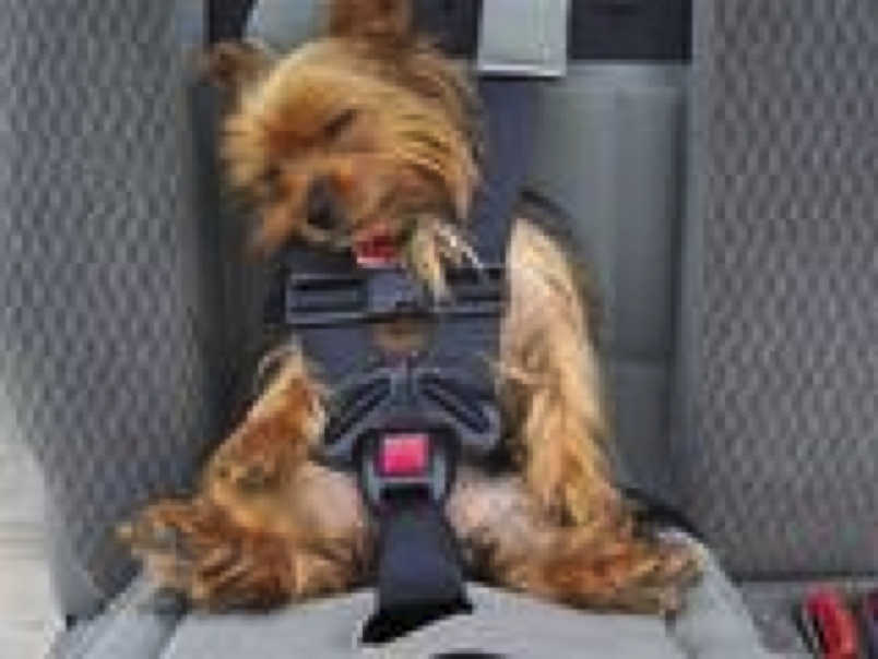 travel sickness tablets for dogs