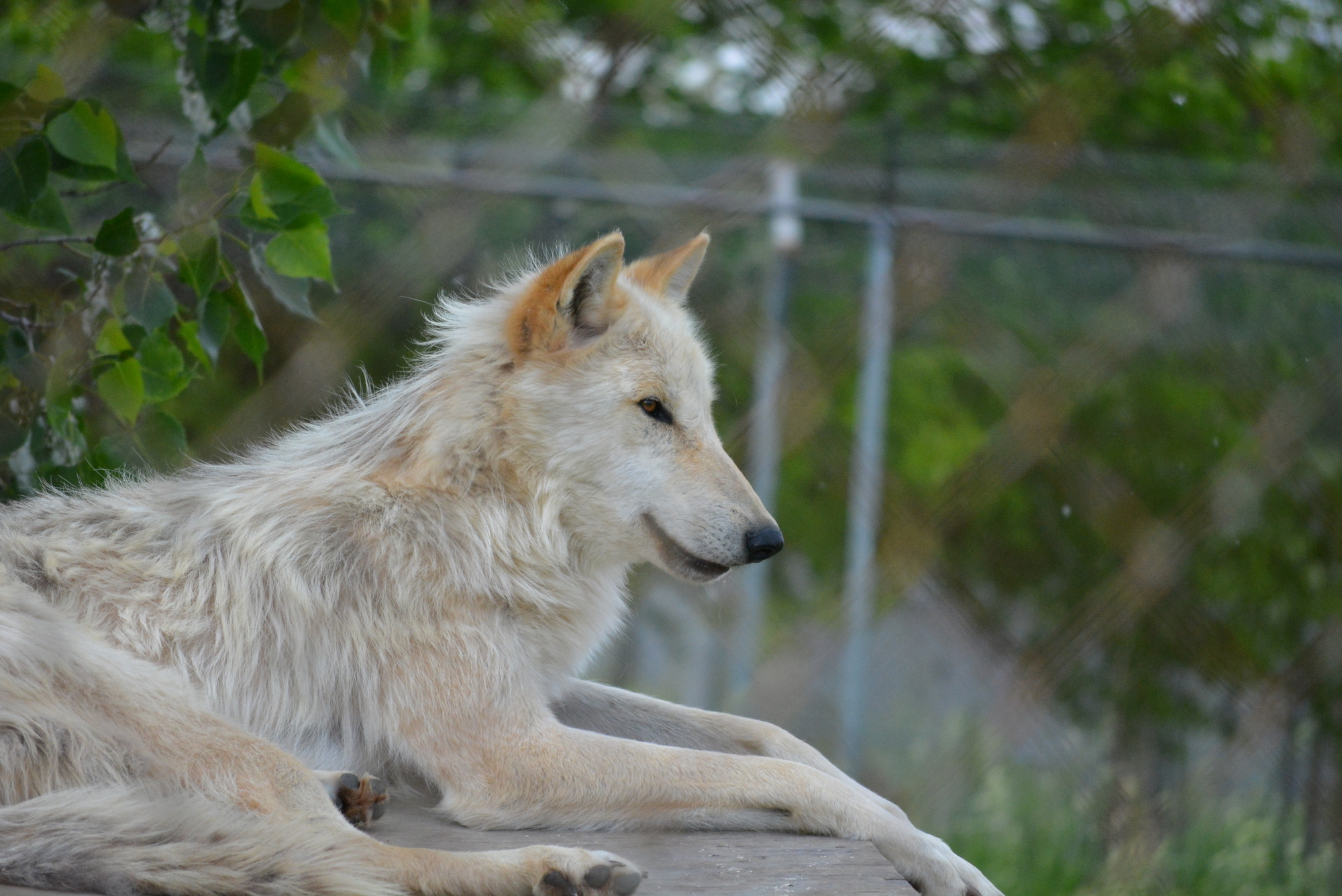 CPT Visits Wolf Park