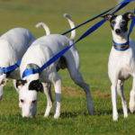 Dog Training Tip- Multi-Dog Household