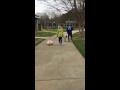 Loose Leash Walking