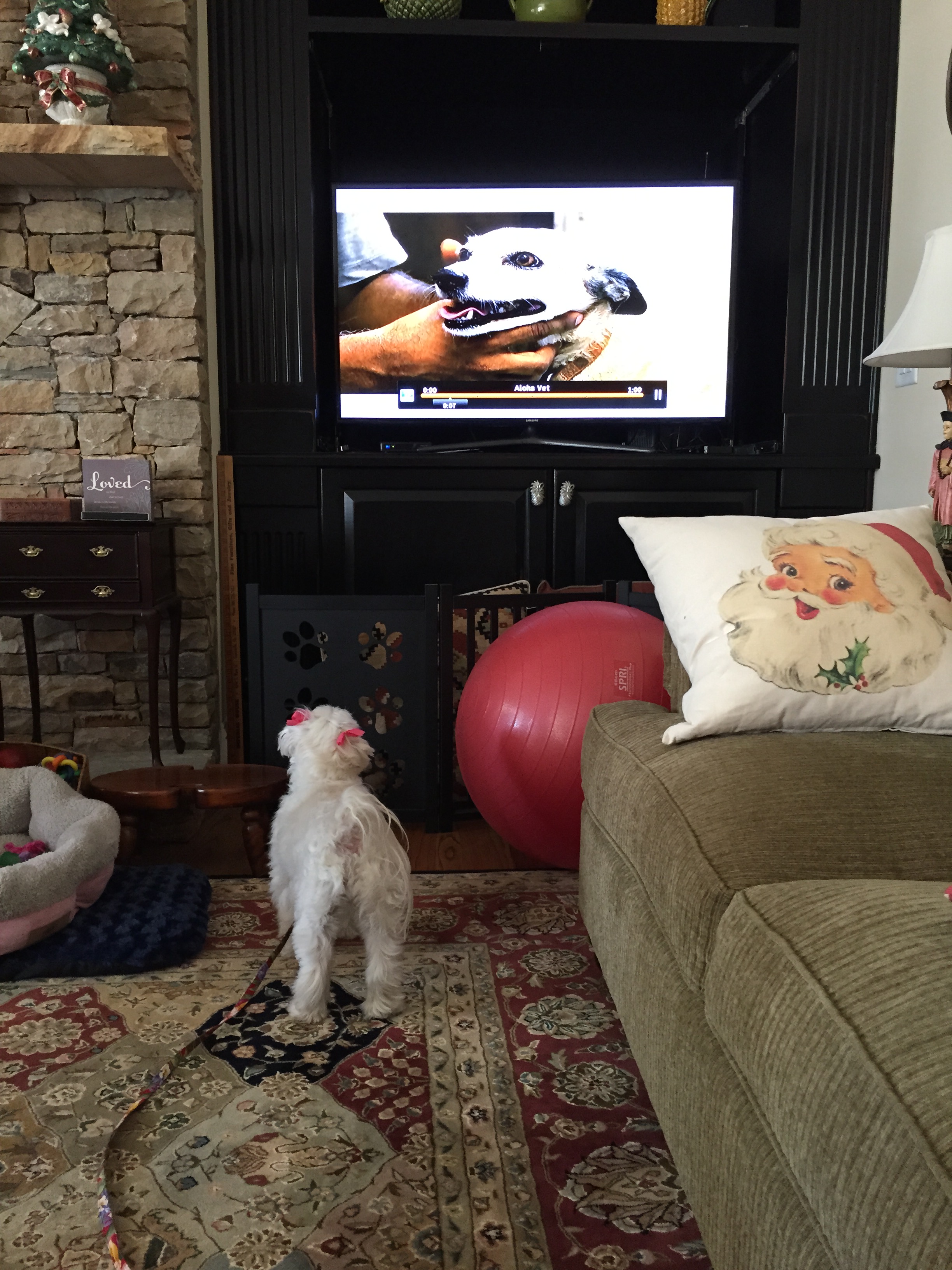 Lili Learns Not to Bark at Dogs on the TV