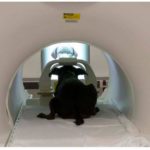 Canine fMRI- Danny Faces Experiment