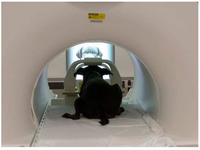 Canine fMRI Research Conducted by Mark Spivak Mentioned in Psychology Today