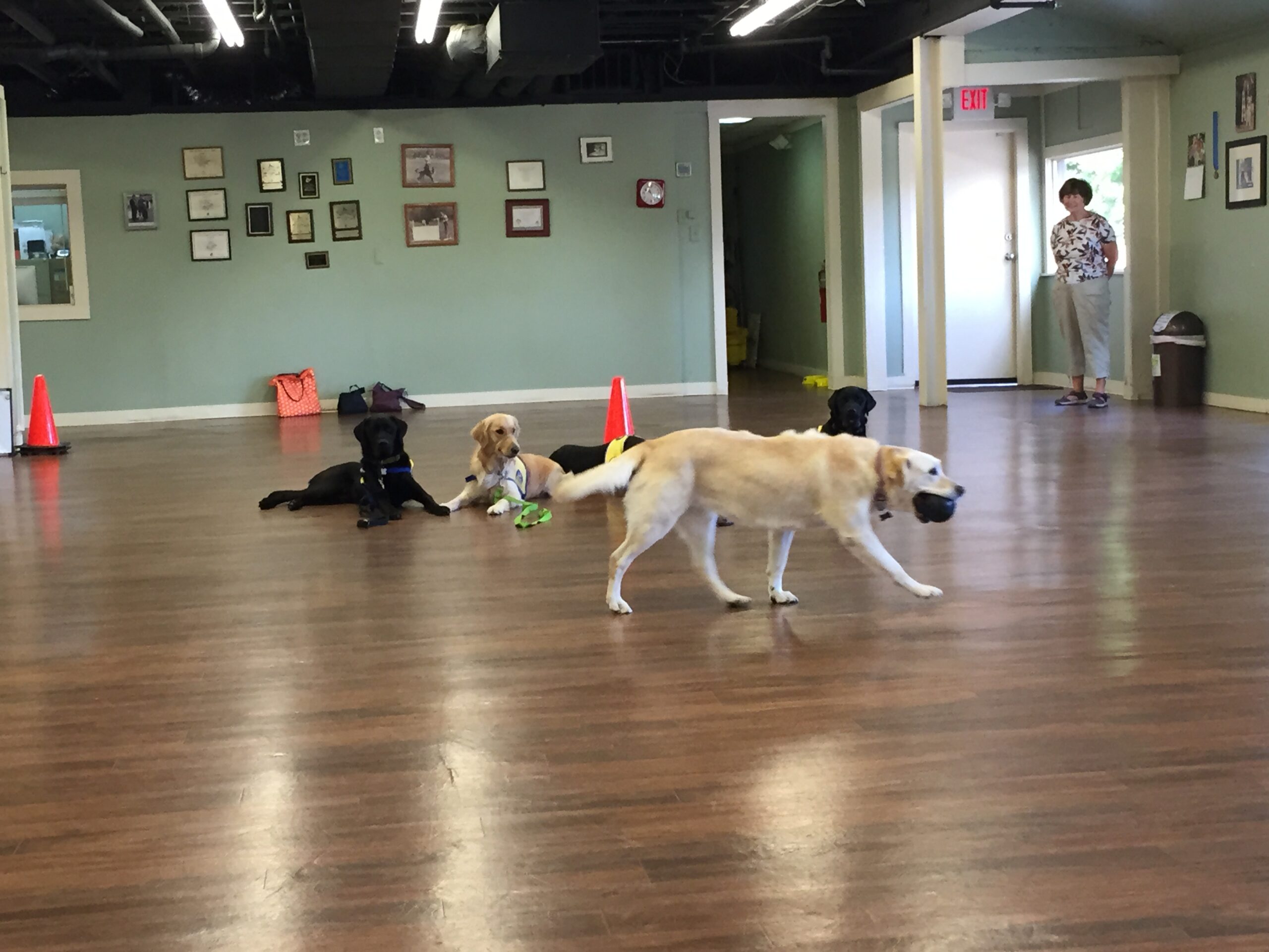 Distraction Down-Stays During The CCI Puppy Raiser Class