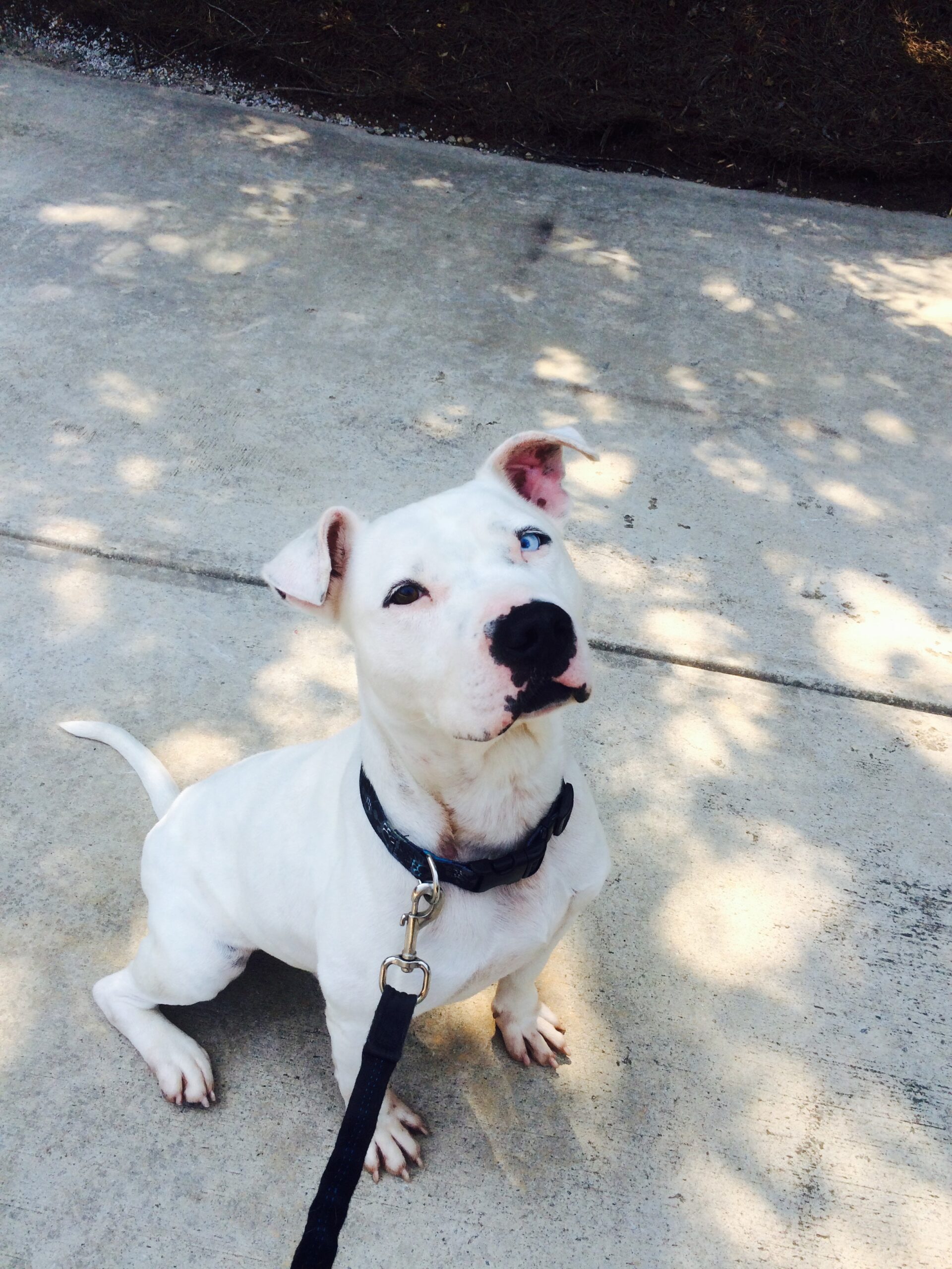 CPT Training a Deaf Dog