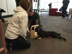 CPT Participates in Gwinnett Jaildogs Program