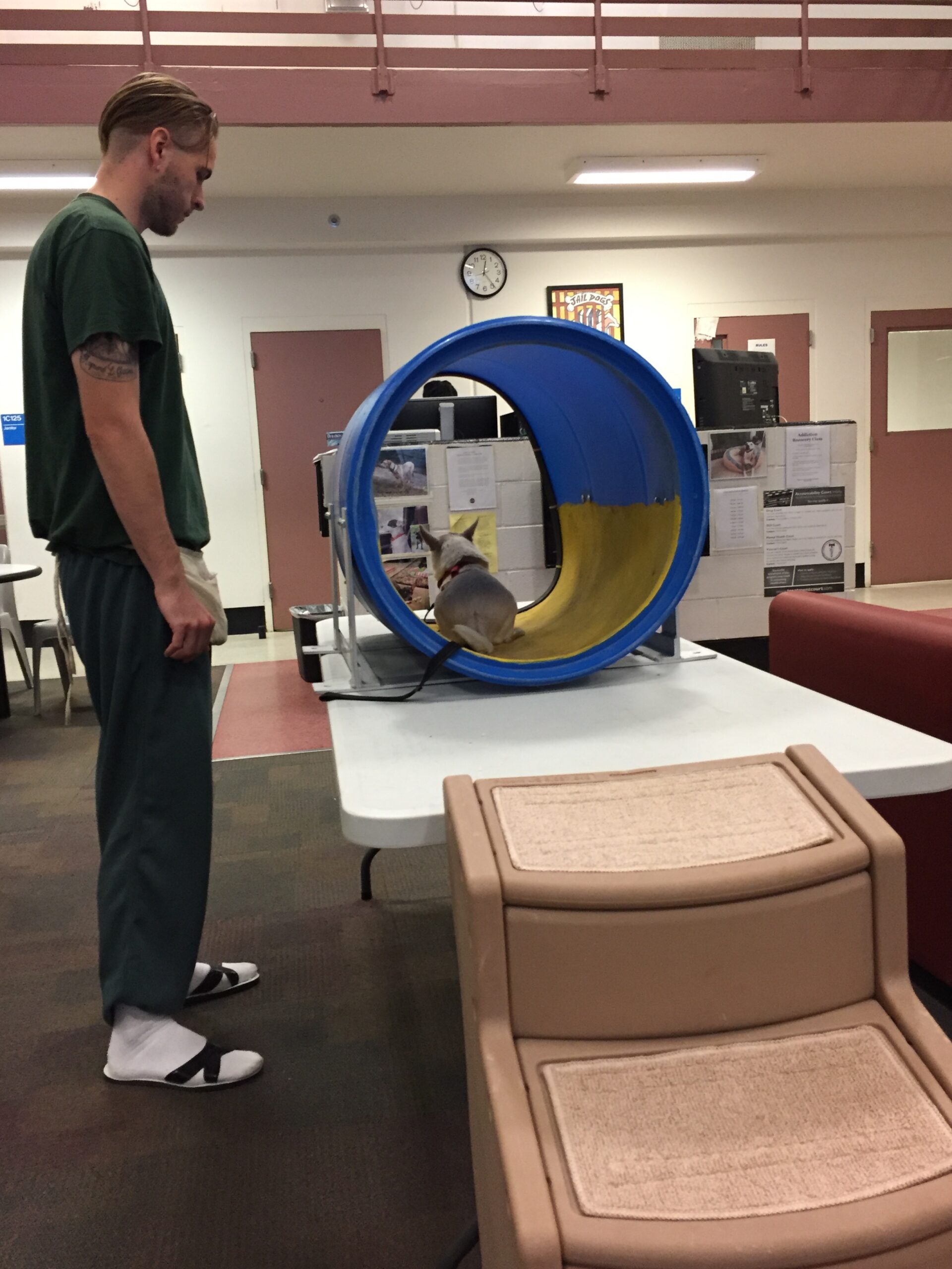 Jaildogs Excelling at Their MRI Training