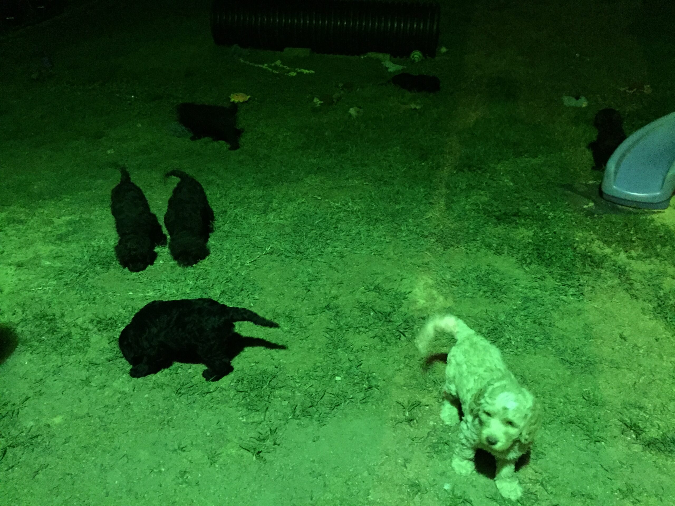 Puppies Galore- A Nighttime Litter Evaluation