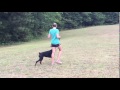 Sarah Ann Using Play Training to Teach Kona Heeling