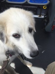 Clarice The Great Pyrenees Therapy Dog