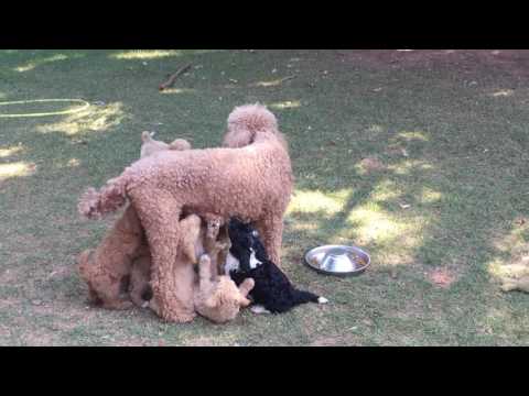 Annabelle Feeding Her Puppies