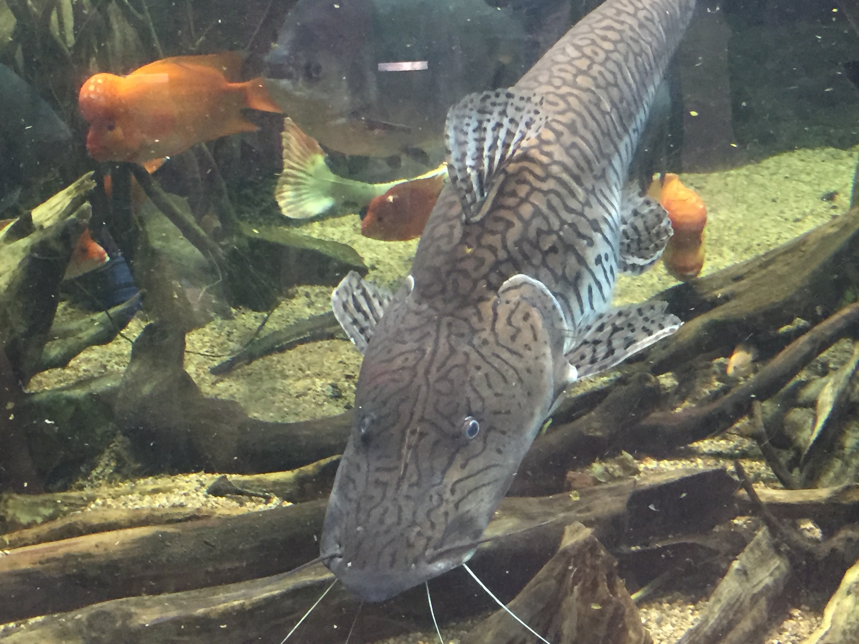CCI Assistant Trainer Maria Bruno posing by the door of the scanner control room.