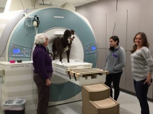 New MRI Dog