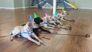 Celebrating Luther's 1st birthday during the CCI Puppy Raiser Class.