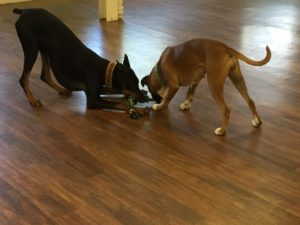 Canine play styles- Argus and Angie play tug.