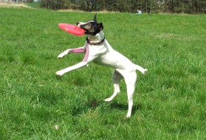 Prior to leaving, divert your dog via a play toy, a chew item, a treat, and/or background noise, so that your dog does not immediately notice your departure.