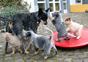 ACD_puppies