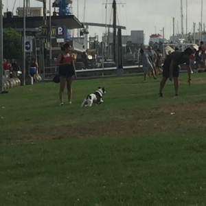 An impromptu dog park by the Barcelona Aquarium.
