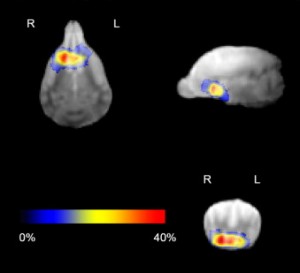 Average Location of the Functional ROIs Average Location of the Functional ROIs