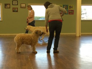 Murphy performing the Dual Approach-Dogs Adjacent Dog Reactivity Drill. Direct staring from a dual approach can be highly provocative, especially in the absence of a human buffer. However, the CPT Dog Reactivity Drills have taught Murphy to ignore Halo and instead pay attention to Kathy. Lunging and snarling have been replaced by loose leash walking and attention.