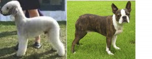 Breed Specific Legislation- Bedlington and Boston Terrier