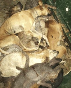 Breed Specific Legislation- Euthanized Dogs