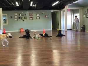 CCI Puppy Raiser Class at CPT