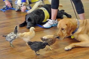 A display of out-of-context anxiety, aggression, or excitability disqualifies a dog from working as a public-access service dog.