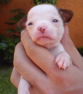 A puppy that does not resist being held and that is not frightened when held is best for most prospective pet owners.