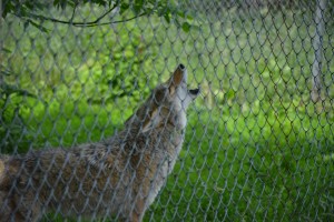 A coyote howling upon the call of Wolf Park Handler Pat Goodman.