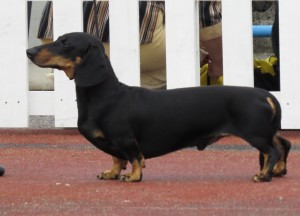 Do you agree that Dachshunds are the most aggressive dog breed?