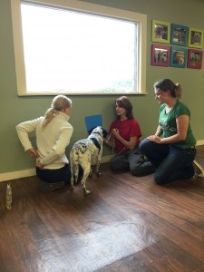 Project volunteer Diana Delatour teaches her dog, Truffles, the Stage One olfaction protocols. Dory, an Emory neuroscience student assists with the clicker, while Emory PhD candidate Ashley Prichard supervises.