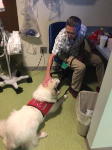 Clarice the Great Pyrenees Therapy Dog