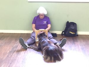 MRI Dogs- Emily Chapman
