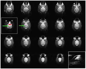 Mark Spivak, Greg Berns, CPT, fMRI, MRI, Dogs, The Dog Project