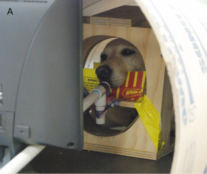 Experiment 3- Kady in Scanner with Treat Kabob