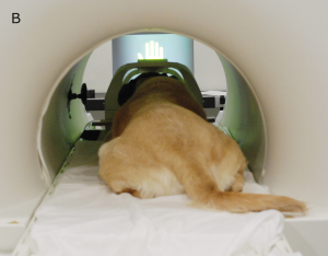 Experiment 3- Zen in Scanner