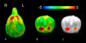 Experiment 4- Whole Brain Group Analysis