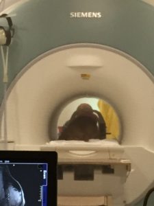 Jealousy- A repetition with the owner in view, praising and feeding the dog.