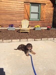 Gillian Harper-Joe-Cockapoo- MSJ-BT- Board Training