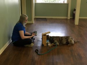 MRI dogs- Hailey Jernigan