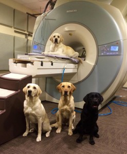 Harley, Puzzle, Mia, Kiki