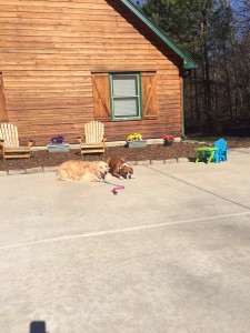 Heather Taylor-Shelby the Golden and Matt Chesser- Bubba the Boxer- MSJ-BT