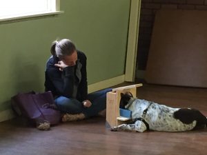 MRI dogs- Kelsey Merlo